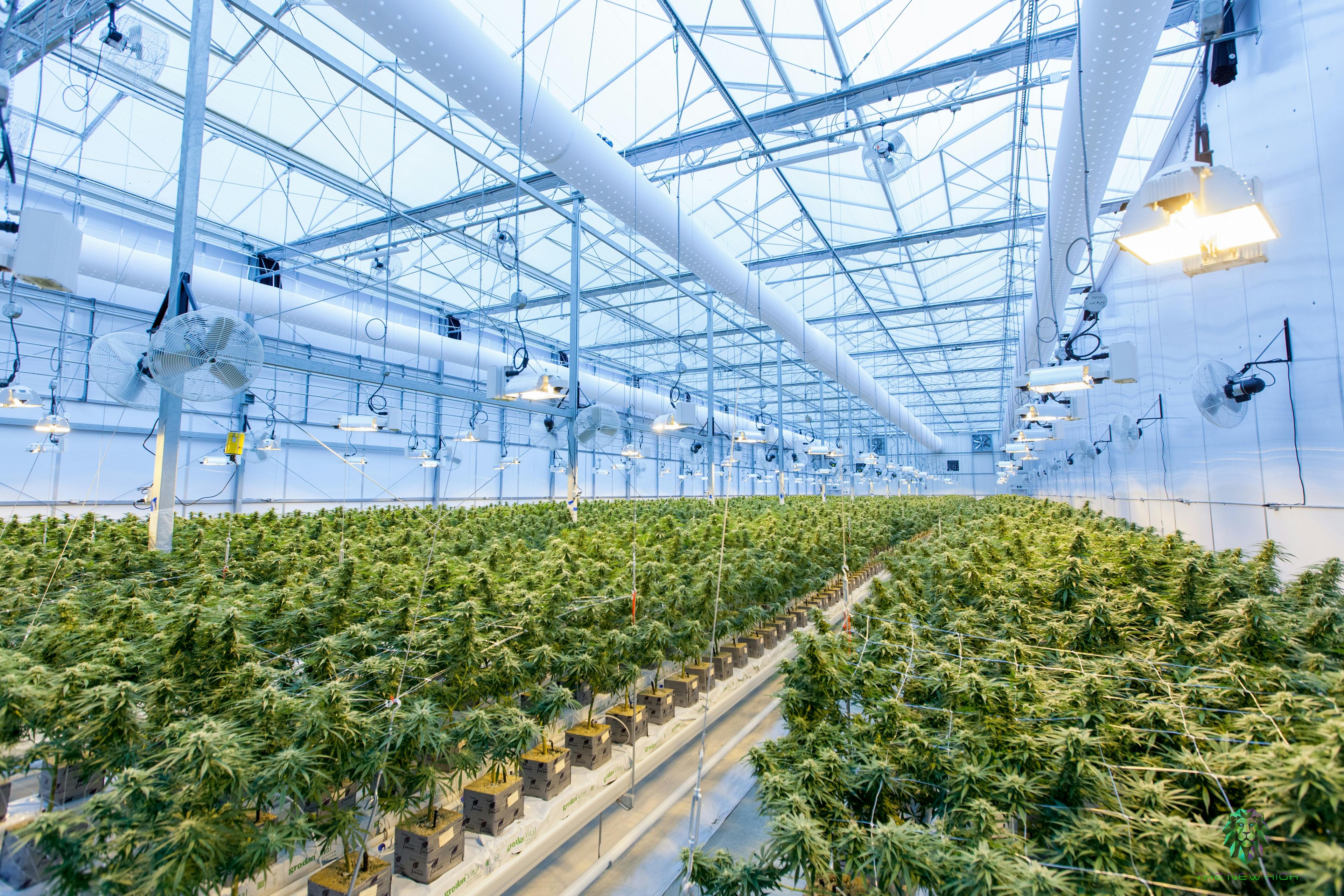 Inside of a greenhouse